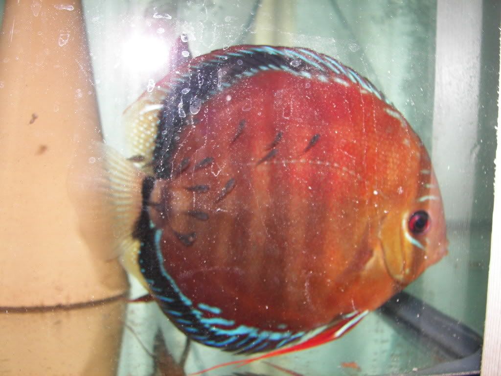 Breeding Discus in Tap Water.